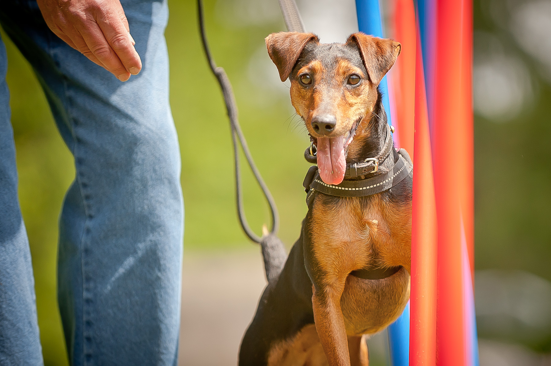 Die Tierarztpraxis Grath bietet auch eine Hundeschule an, bei der Sie den Hundeführerschein ablegen können Die Tierarztpraxis Grath bietet auch eine Hundeschule an, bei der Sie den Hundeführerschein ablegen können