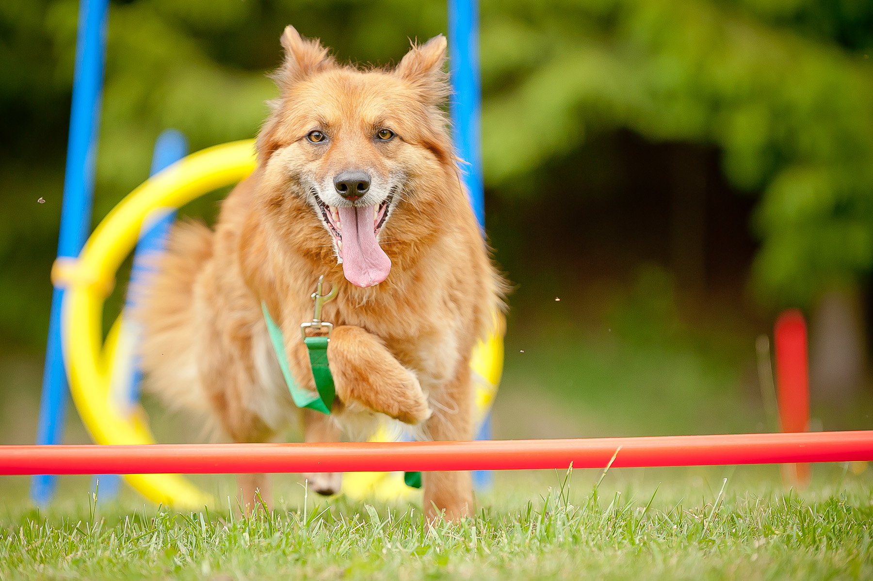 Die Tierarztpraxis Grath bietet auch eine Hundeschule an, in der es auch ein Trainingscamp gibt Die Tierarztpraxis Grath bietet auch eine Hundeschule an, in der es auch ein Trainingscamp gibt