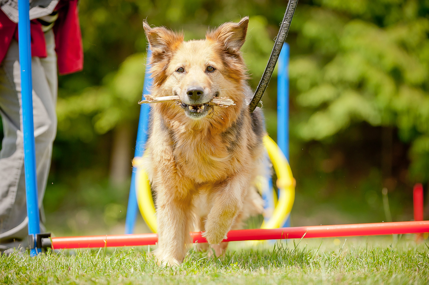 Die Tierarztpraxis Grath bietet auch eine Hundeschule an, bei der Sie am Workshop für Apportieren teilnehmen können Die Tierarztpraxis Grath bietet auch eine Hundeschule an, bei der Sie am Workshop für Apportieren teilnehmen können