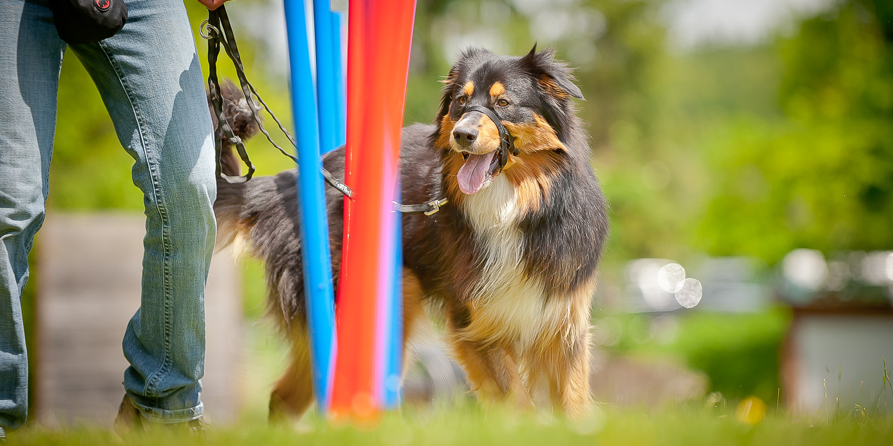 Die Tierarztpraxis Grath bietet auch eine Hundeschule an, bei der Sie an der Rüpelgruppe teilnehmen können Die Tierarztpraxis Grath bietet auch eine Hundeschule an, bei der Sie an der Rüpelgruppe teilnehmen können