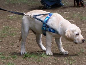 Die Tierarztpraxis Grath bietet auch eine Hundeschule an, in der es auch eine Welpengruppe gibt Die Tierarztpraxis Grath bietet auch eine Hundeschule an, in der es auch eine Welpengruppe gibt