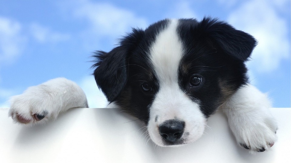 Die Tierarztpraxis Grath bietet anderen Tierärzten an Hausbesuche weiterzugeben mit folgenden Services: Tierärztliches Handeln, Besprechung über weiteres Vorgehen und Euthanasie Die Tierarztpraxis Grath bietet anderen Tierärzten an Hausbesuche weiterzugeben mit folgenden Services: Tierärztliches Handeln, Besprechung über weiteres Vorgehen und Euthanasie