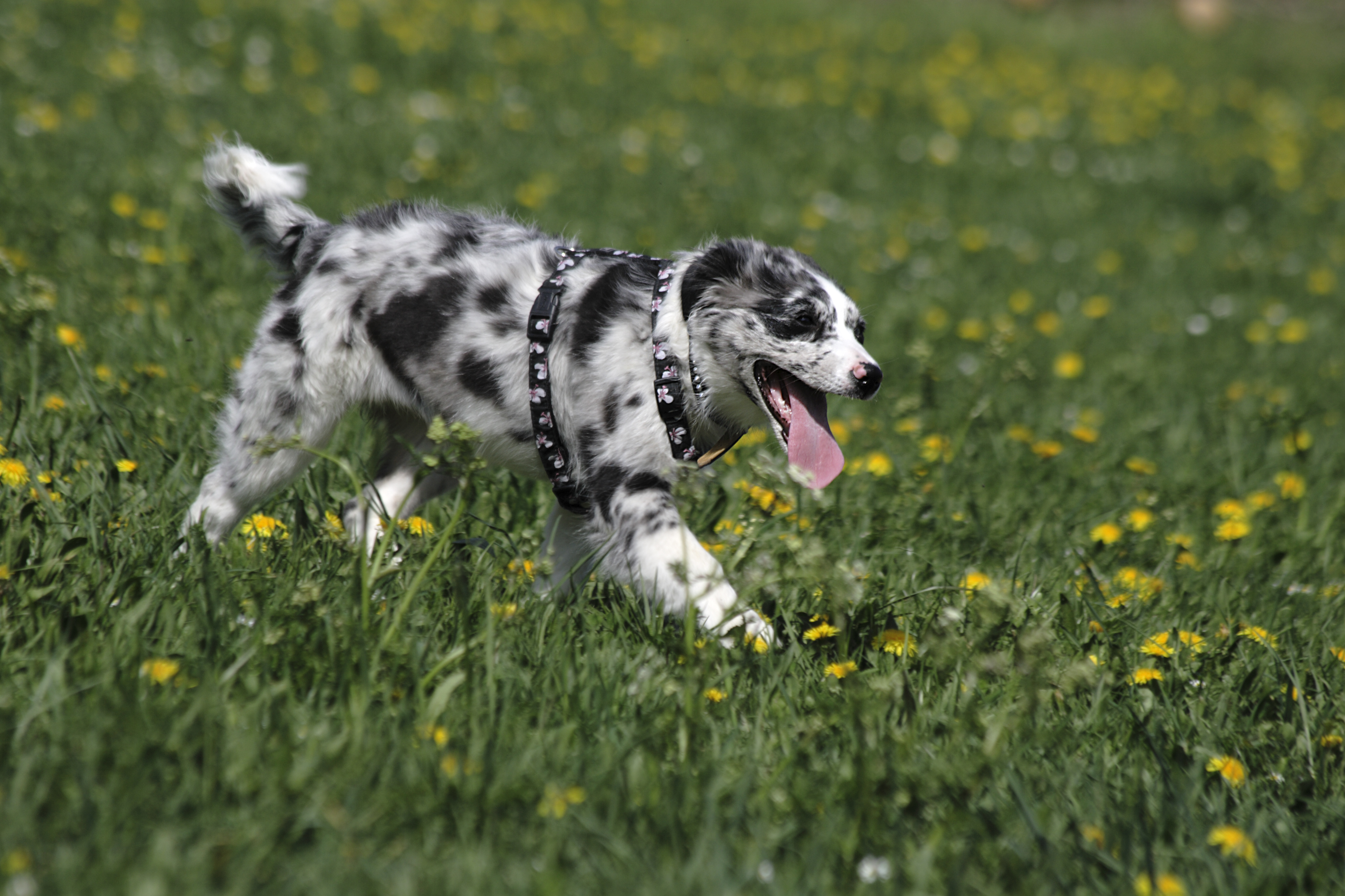 Die Tierarztpraxis Grath bietet auch eine Hundeschule an in der z.B. auch Einzeltrainings möglich sind Die Tierarztpraxis Grath bietet auch eine Hundeschule an in der z.B. auch Einzeltrainings möglich sind