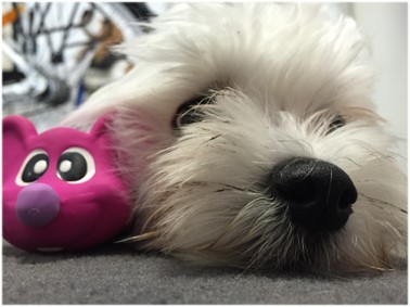Die Tierarztpraxis Grath bietet auch eine Hundepension an bei der Sie ihren Hund in den Aktiv Urlaub schicken können Die Tierarztpraxis Grath bietet auch eine Hundepension an bei der Sie ihren Hund in den Aktiv Urlaub schicken können