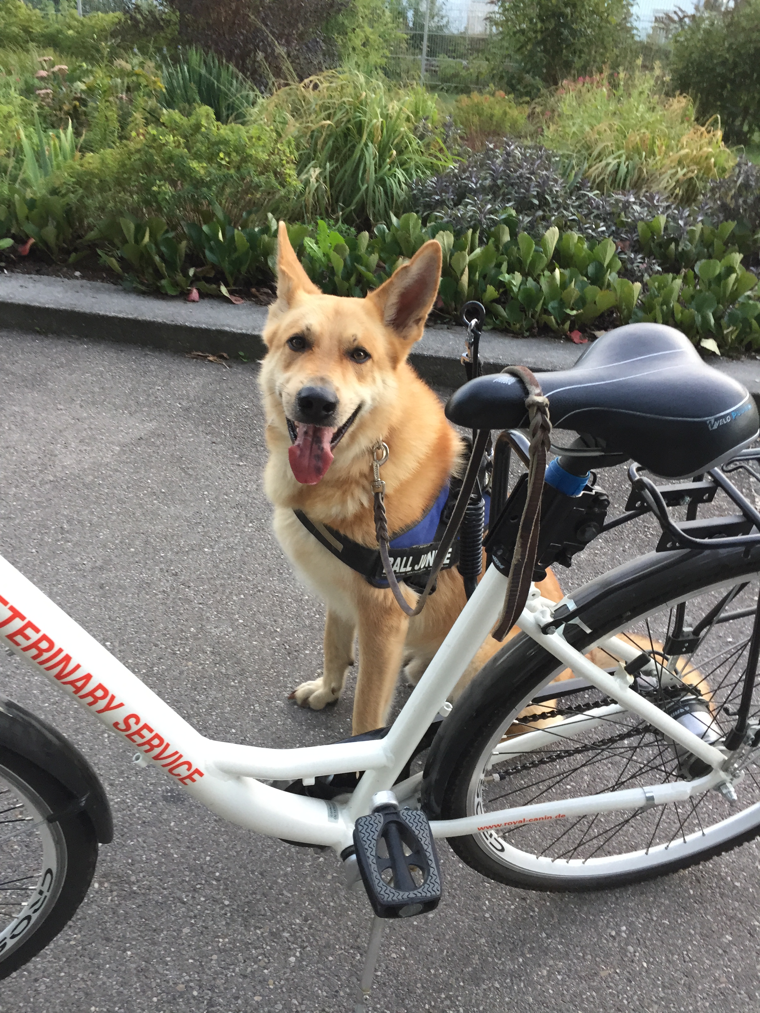 Die Tierarztpraxis Grath bietet auch eine Hundepension an bei der Sie ihren Hund in den Aktiv Urlaub schicken können Die Tierarztpraxis Grath bietet auch eine Hundepension an bei der Sie ihren Hund in den Aktiv Urlaub schicken können