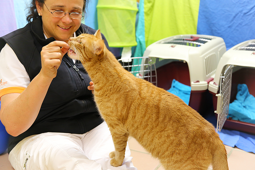 Tierärztin mit Katze